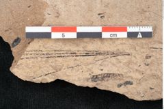 Foto (Detailansicht) von Pinus palaeostrobus Ettingshausen (NHMW-GEO-2024-0188-8263)